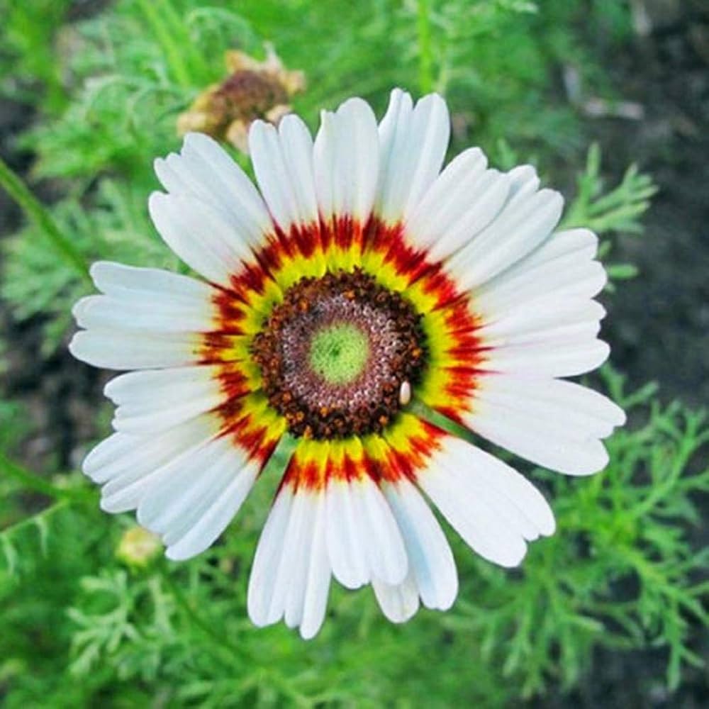 Weiß Chrysantheme Carinatum Blumensamen zur Aussaat – duftend Blüten – Traditionssorte & ohne Gentechnik Samen Hausgarten