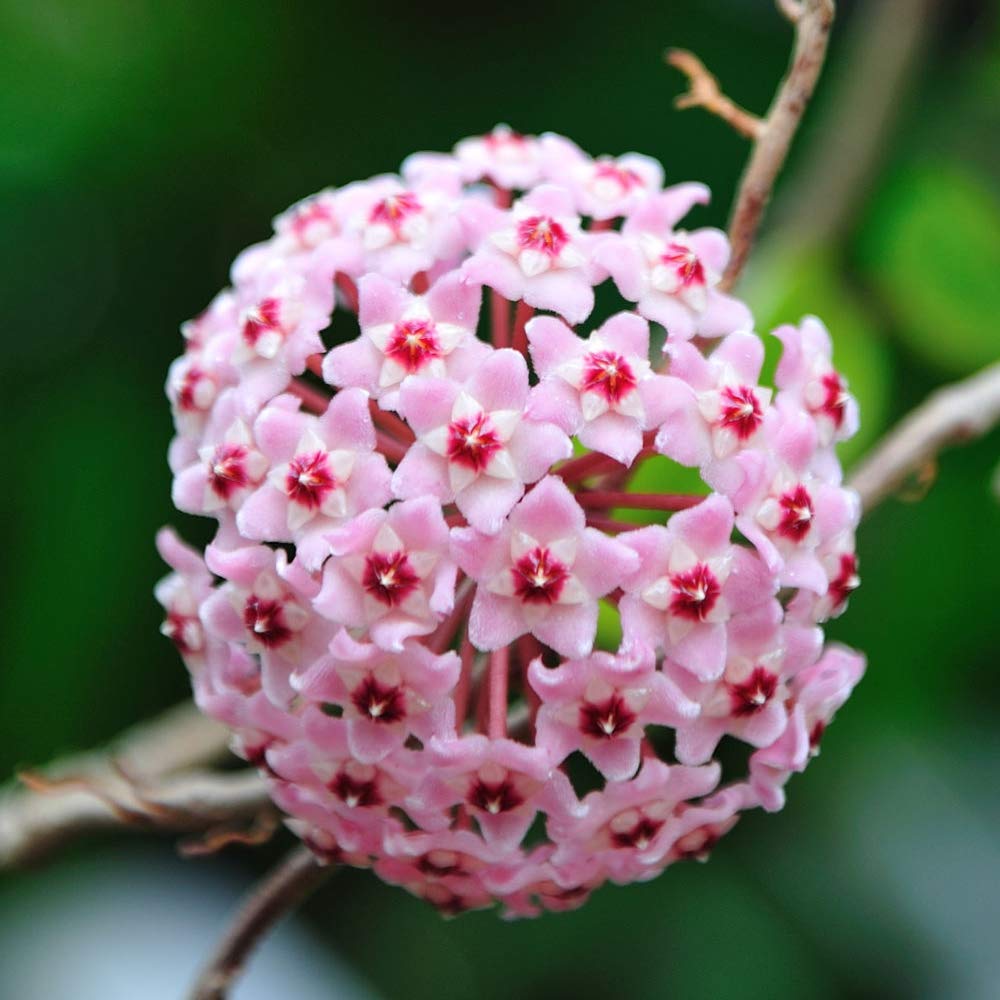 Hoya carnosa blume samen for anpflanzung - compact growth, heirloom & gmo free samen for home garten
 
 sale samen for anpflanzung in home garten