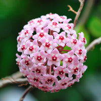 Hoya carnosa blume samen for anpflanzung - compact growth, heirloom & gmo free samen for home garten
 
 sale samen for anpflanzung in home garten