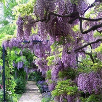 Beautiful lila wisteria vine samen for cascading, fragrant garten blooms
