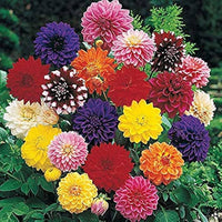 Dalia Sunny Ring Dahlie pinnata Samen zur Aussaat Blume Beet Landhaus Garten