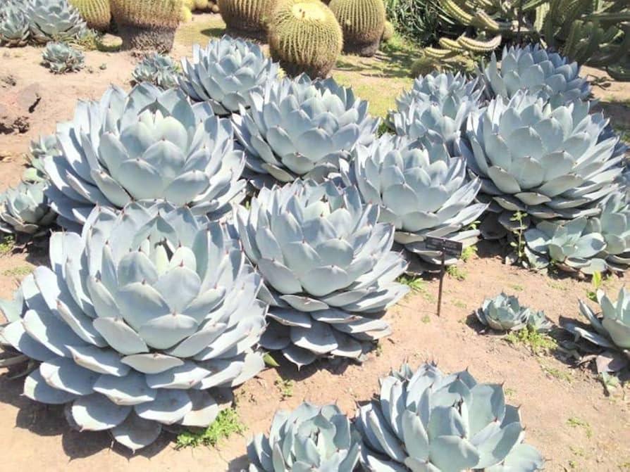 Grün Agave Parryi Blumensamen zur Aussaat – hochwertige Qualitäts- – Traditionssorte & ohne Gentechnik Samen Hausgarten