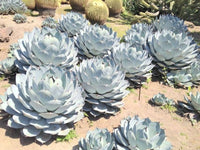 Grün Agave Parryi Blumensamen zur Aussaat – hochwertige Qualitäts- – Traditionssorte & ohne Gentechnik Samen Hausgarten