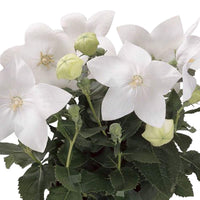 Weiß Balloon Blume Platycodon grandiflorus Astra Semi gefüllt Samen zur Aussaat patio Garten Blume Beet