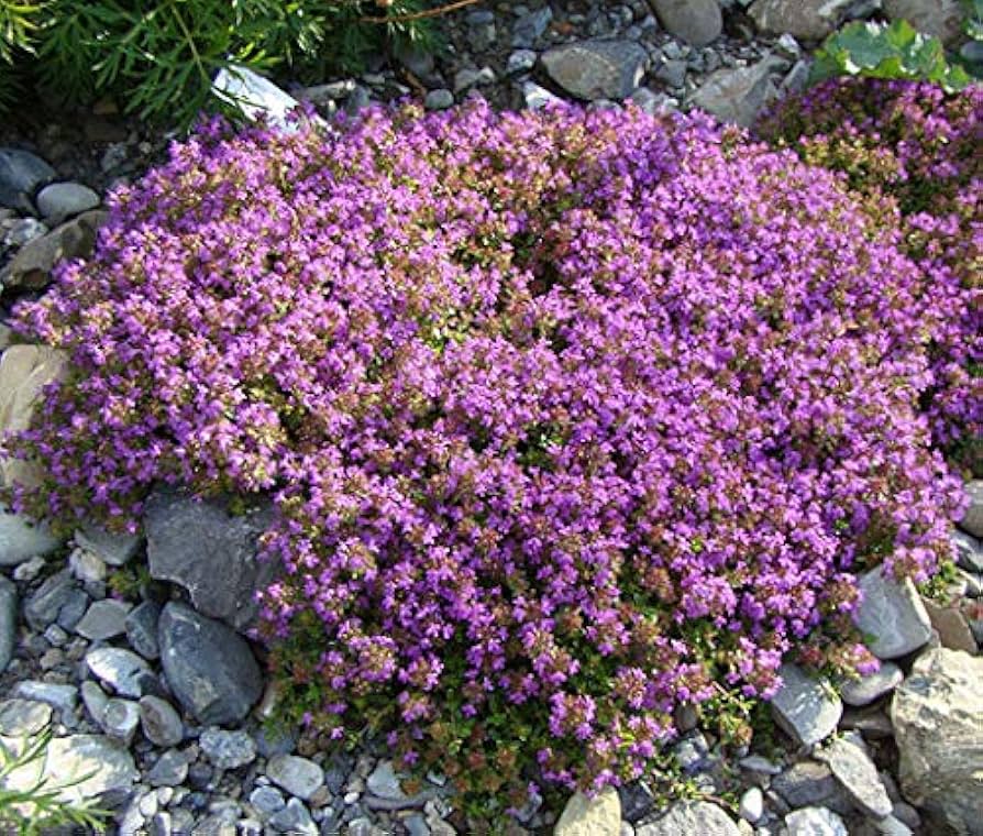 Thymus Serpyllum Blumensamen zur Aussaat leuchtend Blüten Traditionssorte & ohne Gentechnik Samen Hausgarten