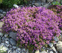 Thymus Serpyllum Blumensamen zur Aussaat leuchtend Blüten Traditionssorte & ohne Gentechnik Samen Hausgarten