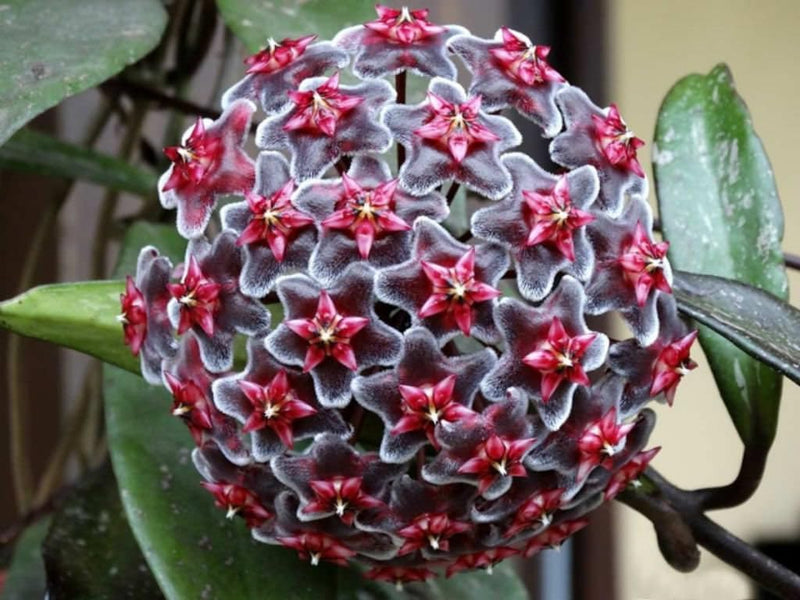 Lila (lila rot) samen for anpflanzung in home garten