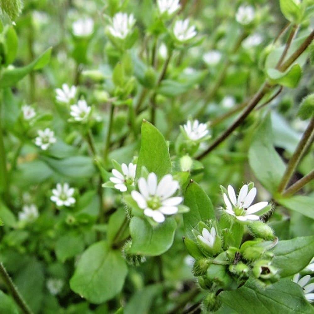 Chickweed Blumensamen zur Aussaat – leuchtend Blüten – Traditionssorte & ohne Gentechnik Samen Hausgarten