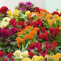 Gemischt Cockscomb Celosia argentea Blumensamen zur Aussaat Blume Beet und Garten