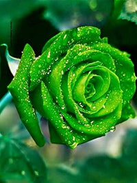 Grün Rose Blumensamen zur Aussaat farbenfroh Schau Traditionssorte & ohne Gentechnik Samen Hausgarten