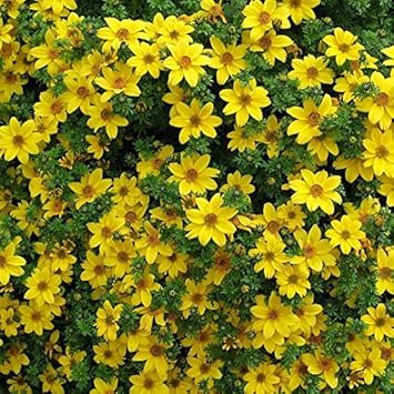Gelb bidens blume samen for anpflanzung - low maintenance, heirloom & gmo free samen for home garten
 
 sale samen for anpflanzung in home garten