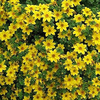 Gelb bidens blume samen for anpflanzung - low maintenance, heirloom & gmo free samen for home garten
 
 sale samen for anpflanzung in home garten