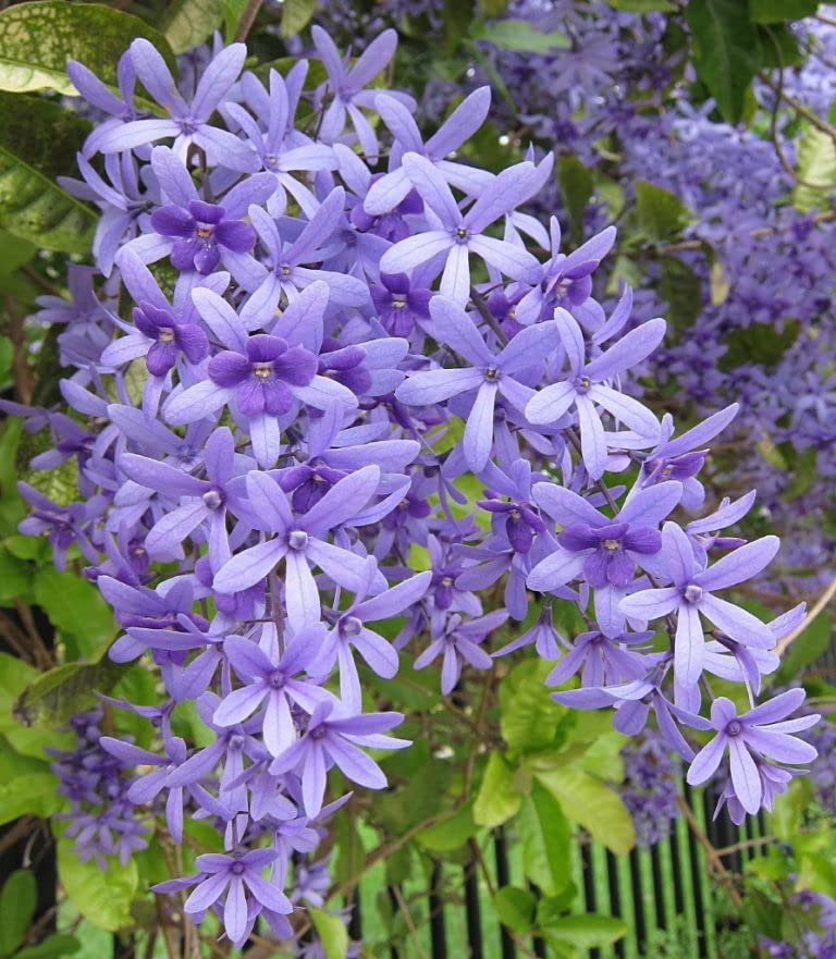 Lila Sandpaper Vine PETREA VOLUBILIS Blumensamen zur Aussaat – Landhaus Garten wichtig – Traditionssorte & ohne Gentechnik Samen Hausgarten