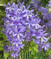 Lila Sandpaper Vine PETREA VOLUBILIS Blumensamen zur Aussaat – Landhaus Garten wichtig – Traditionssorte & ohne Gentechnik Samen Hausgarten