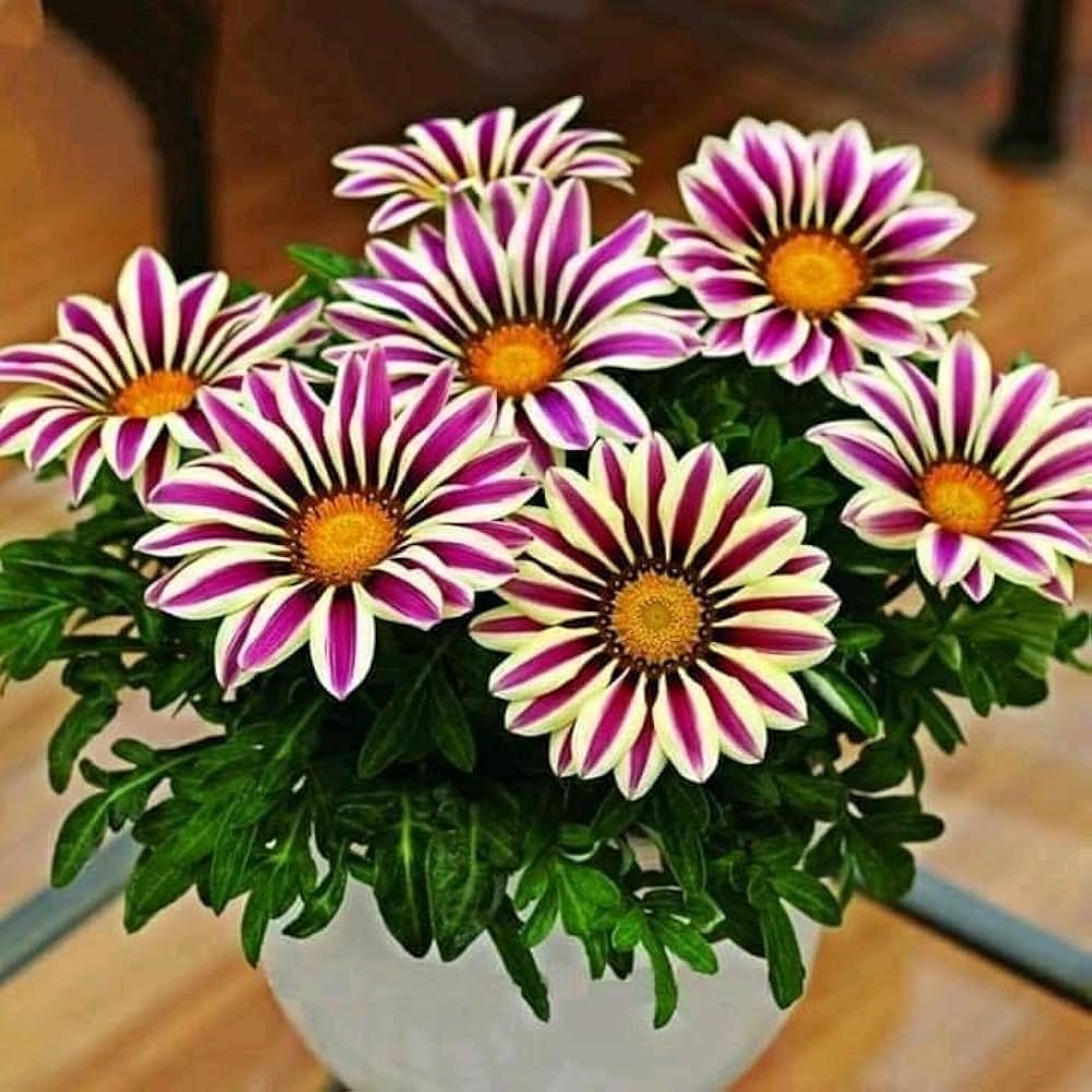 Lila gazania blume samen for anpflanzung - shade tolerant, heirloom & gmo free samen for home garten
 
 sale samen for anpflanzung in home garten