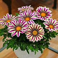 Lila gazania blume samen for anpflanzung - shade tolerant, heirloom & gmo free samen for home garten
 
 sale samen for anpflanzung in home garten