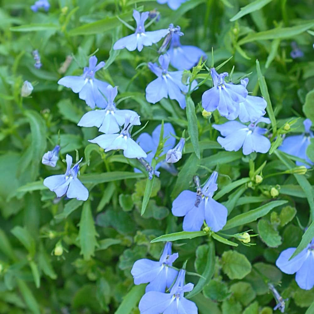 Lobelia crest blau weiß blume samen for bright garten blooms