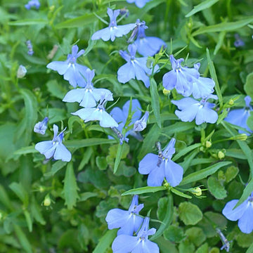 Lobelia crest blau weiß blume samen for bright garten blooms