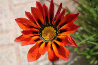 Talent Reds Mittagsgold Mittagsgold rigens Samen zur Aussaat Hausgarten Blume Beet