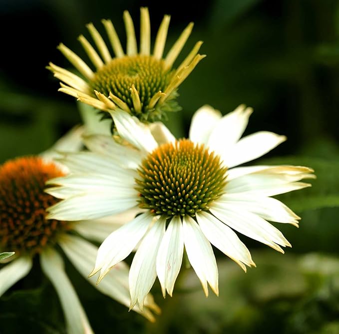 Weiß Coneflower Echinacea Samen Weiß Blüten