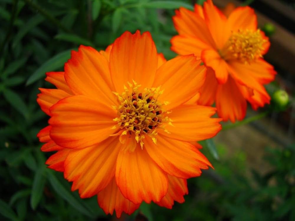 Cosmos Lucky Ring Blumensamen a Ring farbenfroh Blüten