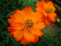 Cosmos Lucky Ring Blumensamen a Ring farbenfroh Blüten