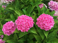 Hortensie Blumensamen zur Aussaat leuchtend Blüten Traditionssorte & ohne Gentechnik Samen Hausgarten