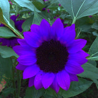 Lila sunflower samen - enchanting blooms for your garten best selling
