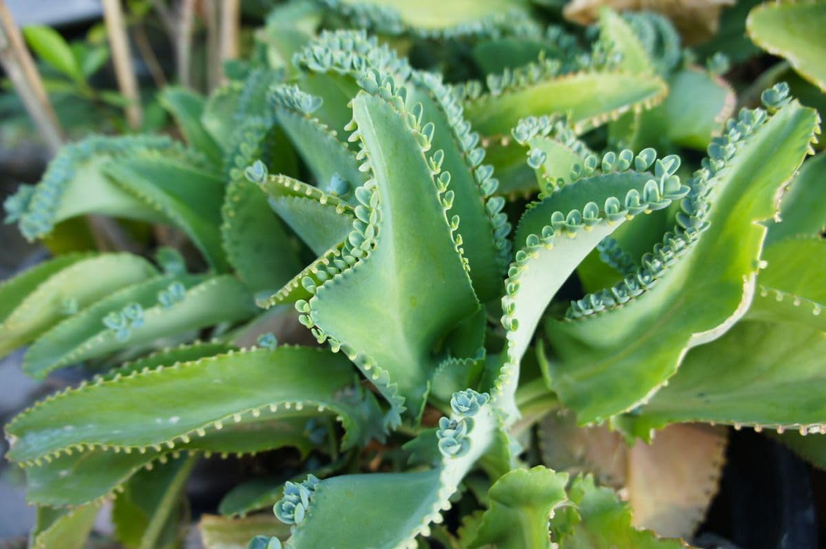Kalanchoe daigremontiana blume samen for anpflanzung - pollinator friendly, heirloom & gmo free samen for home garten
 
 sale for anpflanzung in home garten.