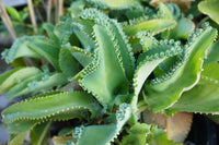 Kalanchoe daigremontiana blume samen for anpflanzung - pollinator friendly, heirloom & gmo free samen for home garten
 
 sale for anpflanzung in home garten.