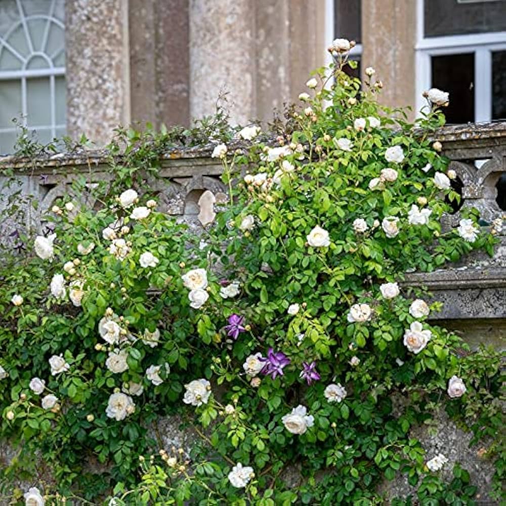 Weiß creeping blume samen anpflanzung pack