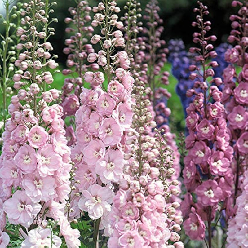 Rosa delphinium elatum mix for anpflanzung in home garten blume border