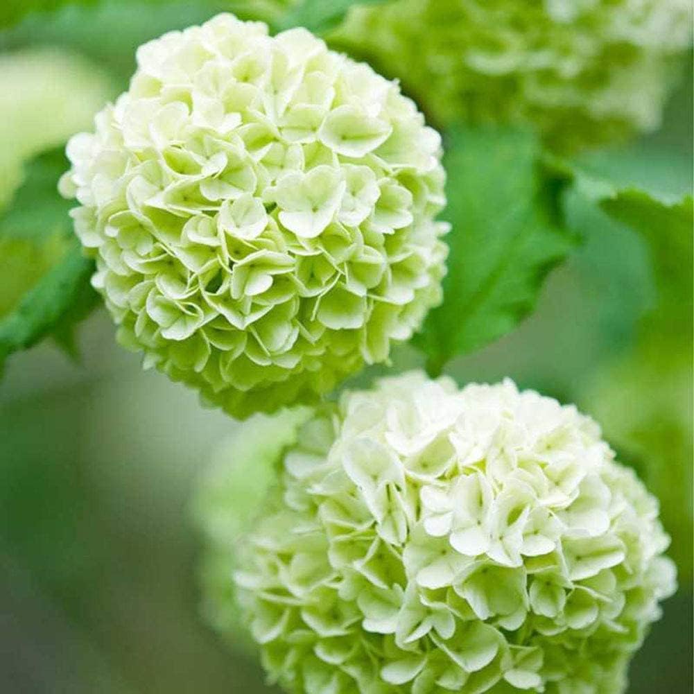 Hydrangea blume samen for anpflanzung - wildflower mix, heirloom & gmo free samen for home garten
 
 sale for anpflanzung in home garten