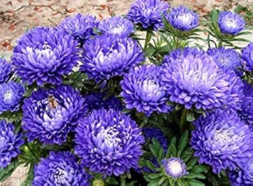 Weiß azalea blume samen for anpflanzung pollinator friendly heirloom & gmo free samen for home garten
 
 sale for anpflanzung in home garten
