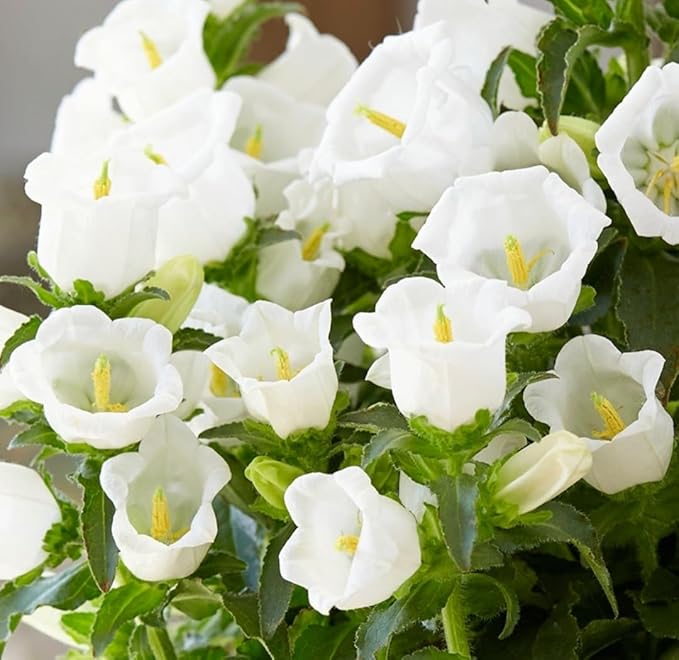 Campanula Canterbury gefüllt Weiß Bell Samen Graceful Weiß Blumen