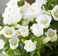 Campanula Canterbury gefüllt Weiß Bell Samen Graceful Weiß Blumen