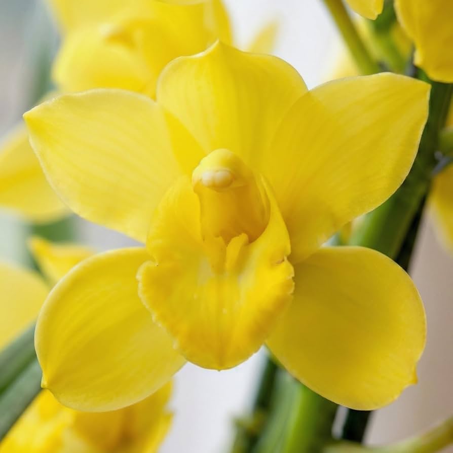 Gelb Orchidee Formaldehyde Blumensamen zur Aussaat – pflegeleicht – Traditionssorte & ohne Gentechnik Samen Hausgarten