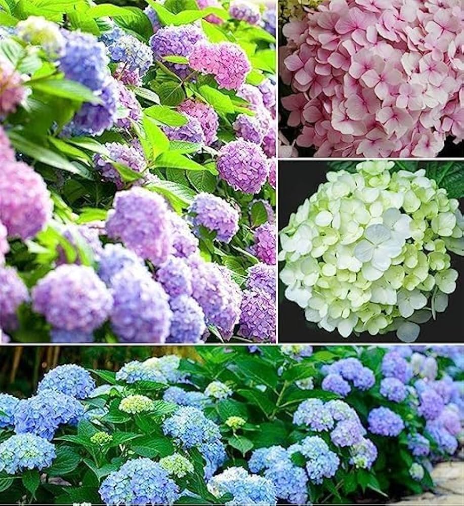 Vainilla Hortensia Blumensamen zur Aussaat – Garten beliebt – Traditionssorte & ohne Gentechnik Samen Hausgarten
