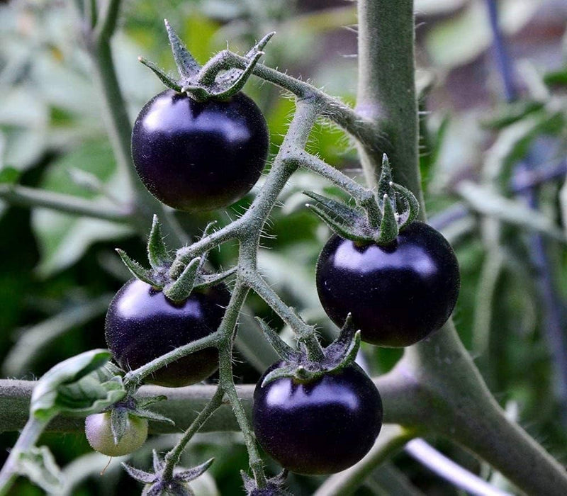 Lila Tomate Samen Solanum lycopersicum zum Pflanzen in Raised Bed and Urban Garden