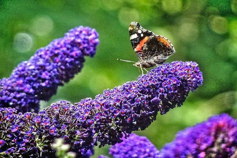 Buddleia blume samen for anpflanzung - sun loving, heirloom & gmo free samen for home garten
 
 sale for anpflanzung in home garten.