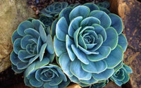 Sky blau succulent blume samen for anpflanzung - drought tolerant, heirloom & gmo free samen for home garten
 
 sale for anpflanzung in home garten