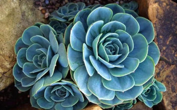Sky blau succulent blume samen for anpflanzung - drought tolerant, heirloom & gmo free samen for home garten
 
 sale for anpflanzung in home garten