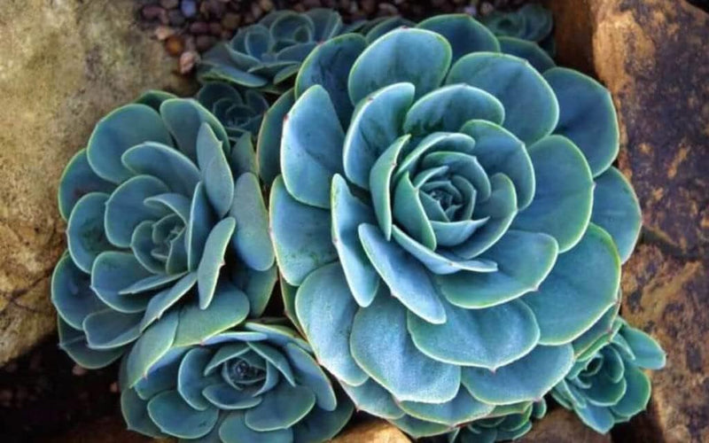 Sky blau succulent blume samen for anpflanzung - drought tolerant, heirloom & gmo free samen for home garten
 
 sale for anpflanzung in home garten