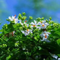 Coral Jasmine Blumensamen zur Aussaat – lang Blüte Saison – Traditionssorte & ohne Gentechnik Samen Hausgarten