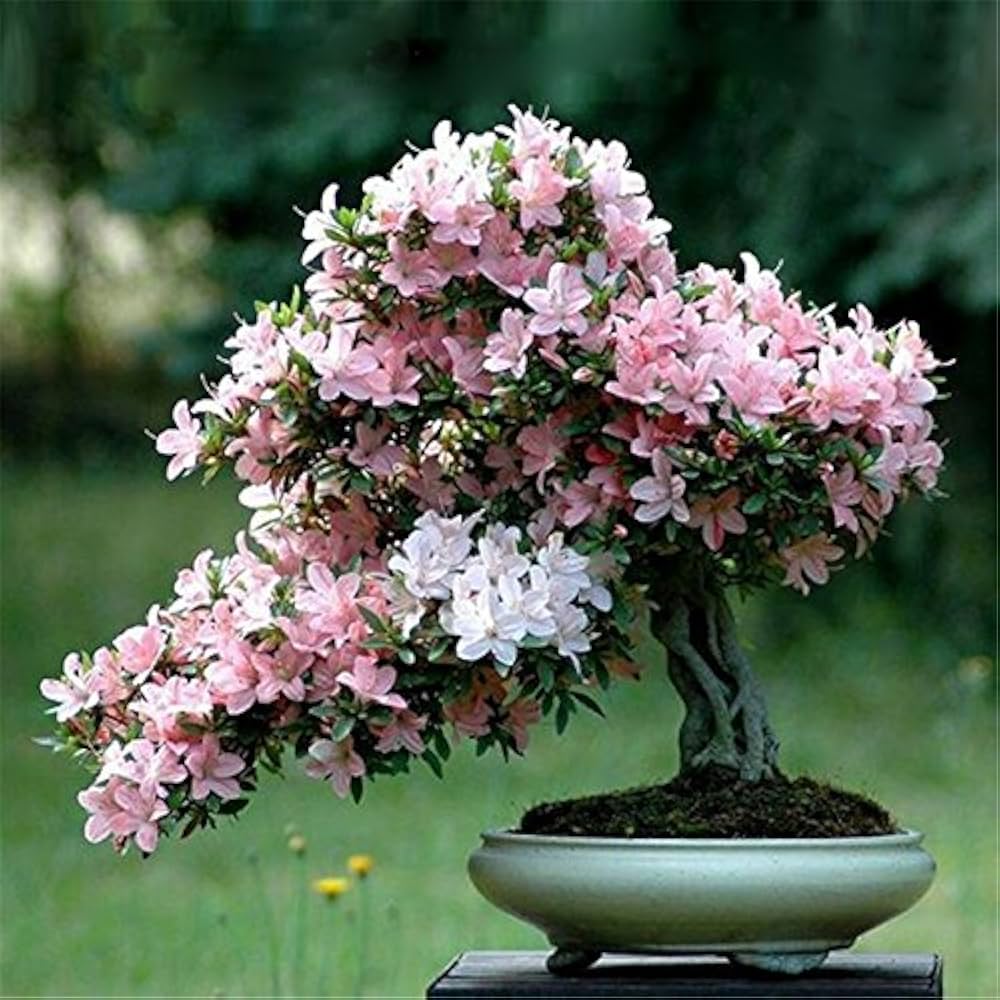 Bonsai Blumensamen zur Aussaat Garten beliebt Traditionssorte & ohne Gentechnik Samen Hausgarten