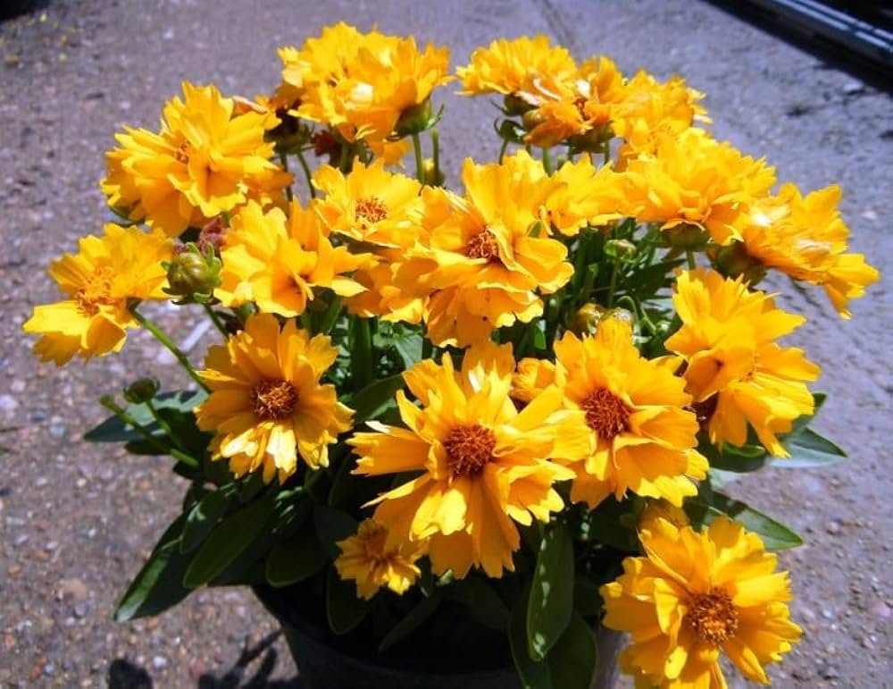 Leavenworth's Tickseed Samen zur Aussaat Coreopsis Leavenworthii Wildblume Gärten