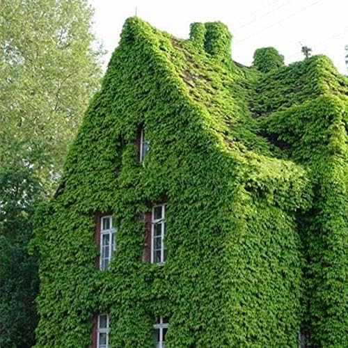 Ivy Hedera helix Blumensamen zur Aussaat Garten
