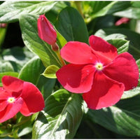 Immergrün Catharanthus roseus Blumensamen zur Aussaat