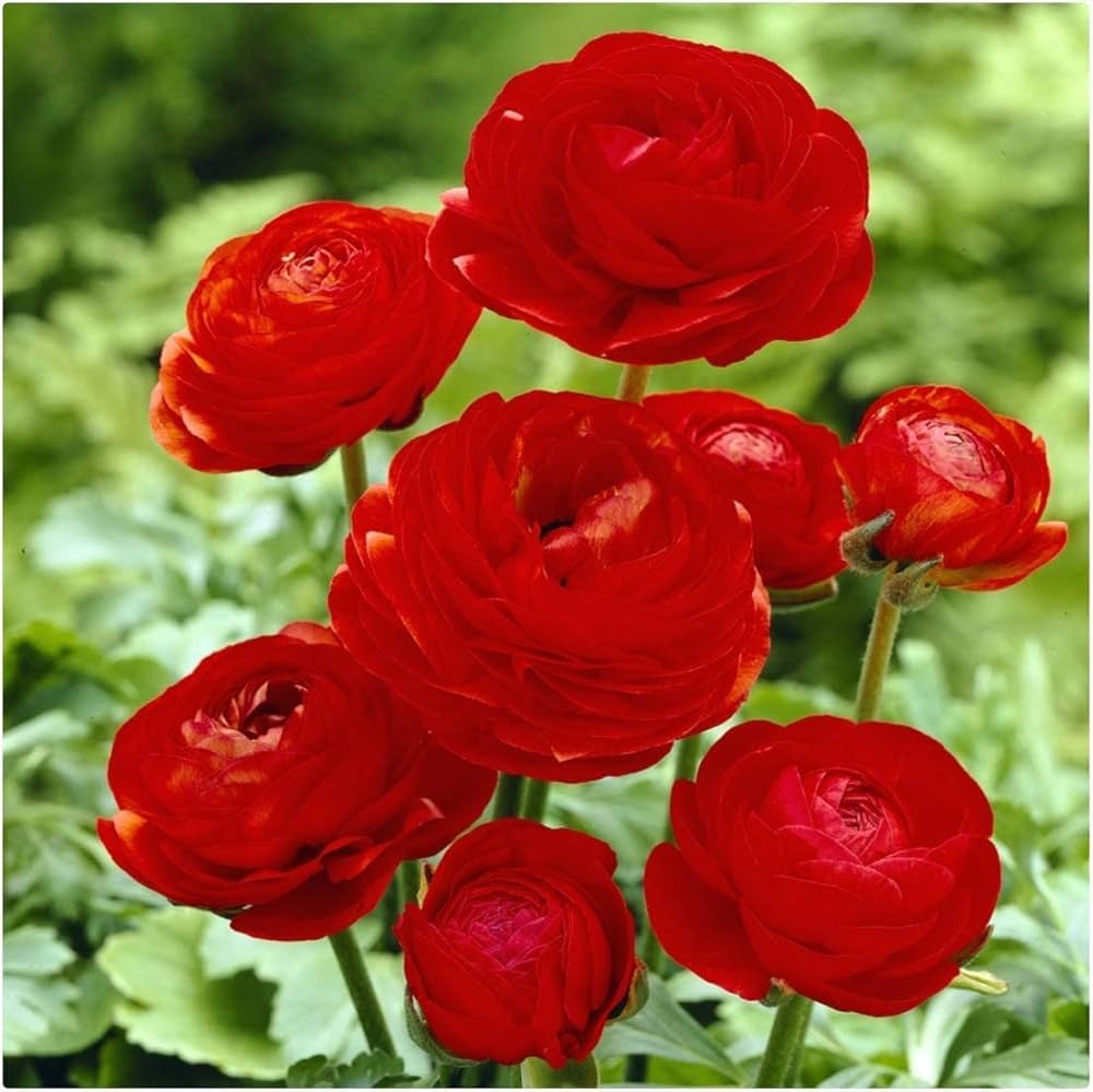 Rot Ranunculus Blumensamen zur Aussaat ideal Rabatten Traditionssorte & ohne Gentechnik Samen Hausgarten