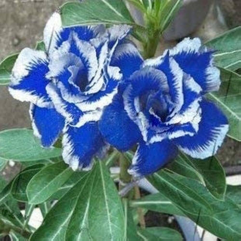 Blau Weiß Wüstenrose Blumensamen zur Aussaat – Landhaus Garten wichtig – Traditionssorte & ohne Gentechnik Samen Hausgarten